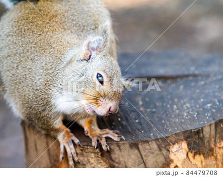 かわいいリスの楽しい姿 掻き掻きの写真素材