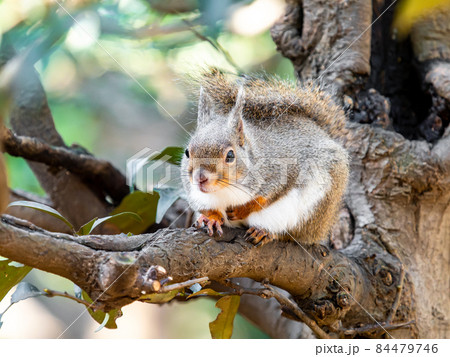 かわいいリスの楽しい姿 樹上の写真素材