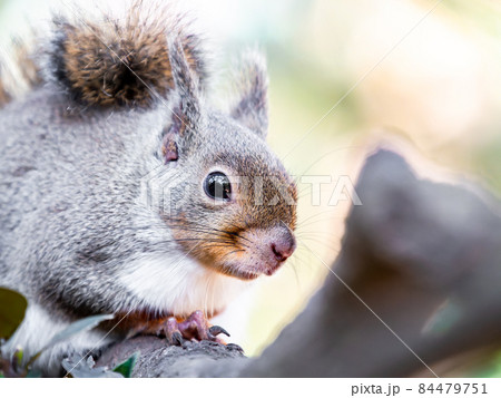 かわいいリスの楽しい姿　樹上 84479751