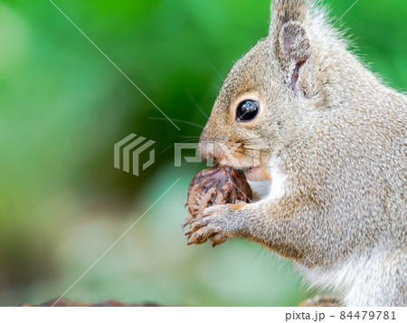 かわいいリスの楽しい姿 食事 かわいいリスの楽しい姿 食事 84479781