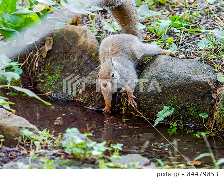 かわいいリスの楽しい姿 水辺の写真素材