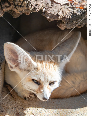 かわいいフェネック 84479928