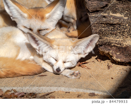 かわいいフェネック 84479933