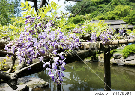 仙巌園の藤 仙巌園の藤 84479994