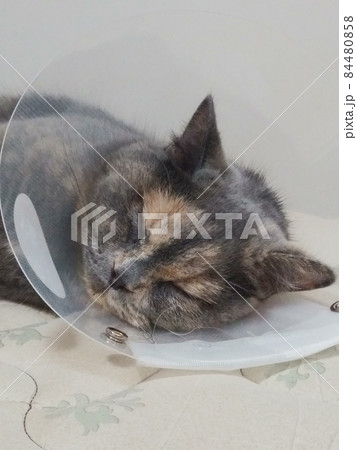 ねこの写真 ねこの写真 84480858
