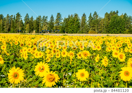 Field of blooming sunflowers on a background of blue sky Field of blooming sunflowers on a background of blue sky 84481120