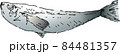 魚の手描きイラスト 84481357