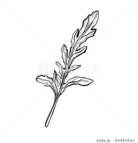 Arugula isolated on a white background.  84481642
