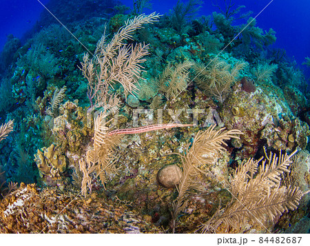 珊瑚礁を泳ぐヘラヤガラの仲間 (グランドケイマン、ケイマン諸島) 84482687