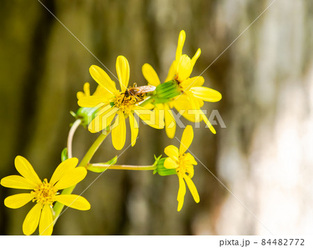 秋の風物詩　黄色いツワブキの花と蜜を集めるハチ 84482772