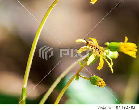 秋の風物詩　黄色いツワブキの花と蜜を集めるハチ 84482783