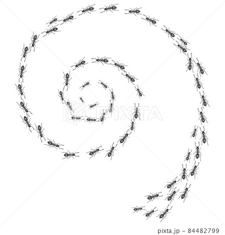 A trail of ants. Insects march along the swirl line. Vector 84482799