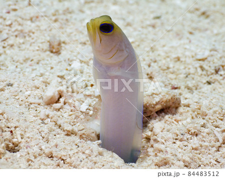 巣穴に潜むアゴアマダイの仲間(イエローヘッドジョーフィッシュ) (グランドケイマン、ケイマン諸島) 巣穴に潜むアゴアマダイの仲間(イエローヘッドジョーフィッシュ) (グランドケイマン、ケイマン諸島) 84483512