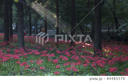 自然 風景 秋 84483579
