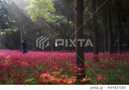 自然 風景 秋 84483580