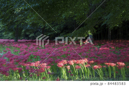 自然 風景 秋 84483583