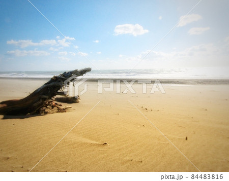 流木が海を眺めているような風景の写真素材 [84483816] - PIXTA