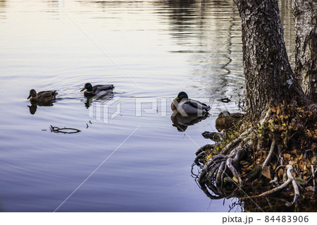 wild ducks in the city park pond wild ducks in the city park pond 84483906