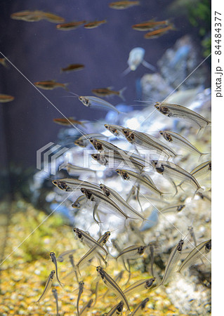 【魚】トランスルーセントグラスキャットフィッシュ【水槽】 84484377