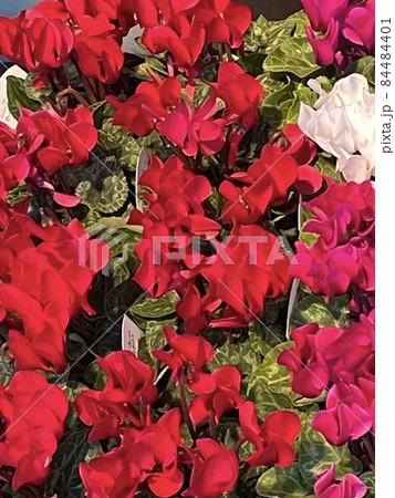 シクラメン 84484401