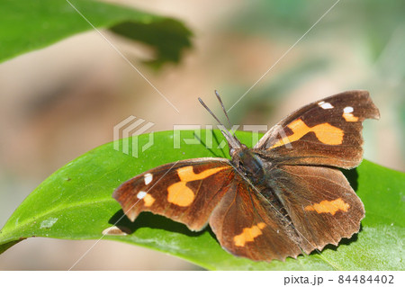 冬のテングチョウ（オス・日向ぼっこ） 84484402
