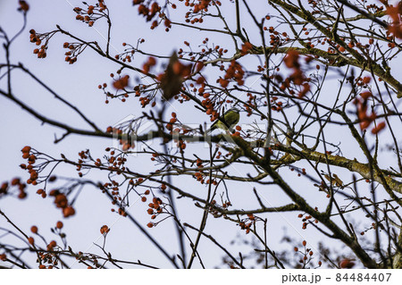 European robin sits on a hawthorn bush wit a red berries European robin sits on a hawthorn bush wit a red berries 84484407
