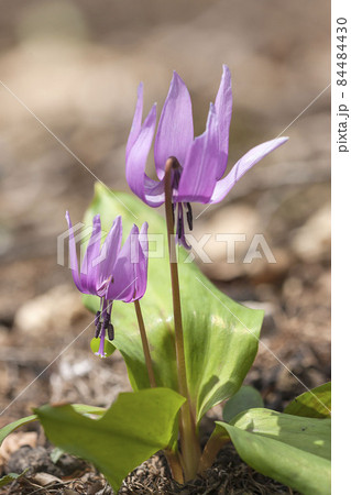 カタクリ 84484430