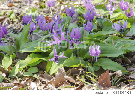カタクリ 84484431