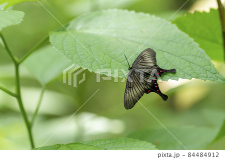 アゲハモドキ 84484912