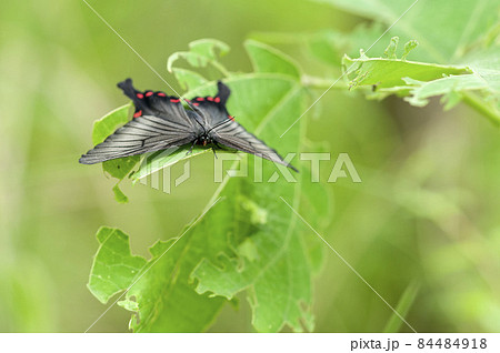 アゲハモドキ 84484918