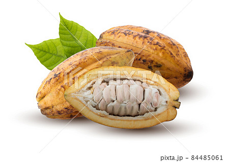 Fresh cocoa fruits isolated on white background 84485061