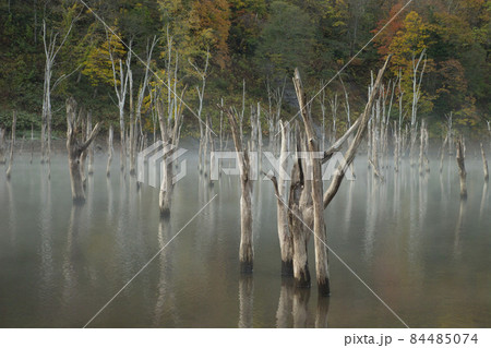 落合ダムの紅葉 84485074