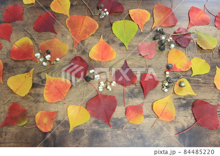 ナンキンハゼ 84485220