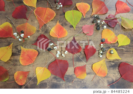 ナンキンハゼ 84485224