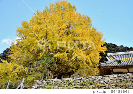 光泉寺の子授けイチョウ　【和歌山県古座川町】 84485645