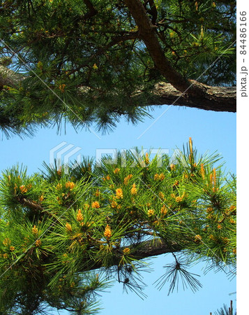 雄花をつけた門かぶりのクロマツと青空 84486166