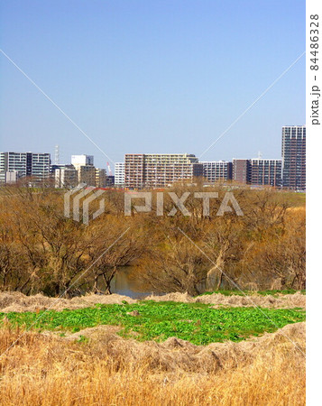 早春の枯れた荻原のある江戸川河川敷と対岸のマンション群風景 早春の枯れた荻原のある江戸川河川敷と対岸のマンション群風景 84486328