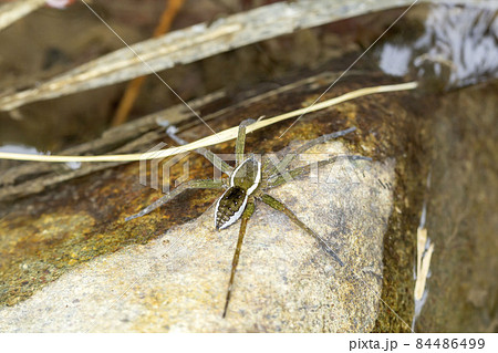 スジブトハシリグモ スジブトハシリグモ 84486499
