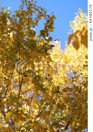 黄色に紅葉した白樺の葉 秋の公園 黄色に紅葉した白樺の葉 秋の公園 84486576