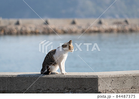 海辺の猫 キジトラ白 海辺の猫 キジトラ白 84487375