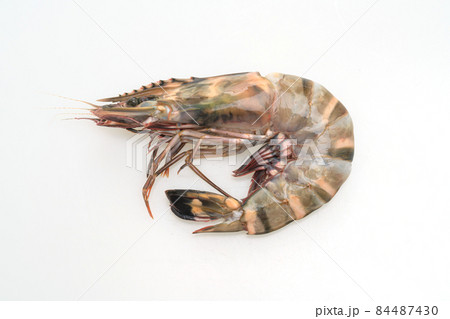 fresh tiger prawn or shrimp fresh tiger prawn or shrimp 84487430