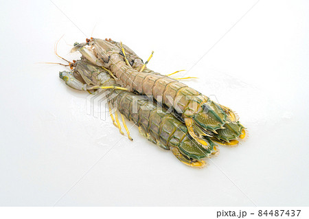 fresh mantis shrimp on white background fresh mantis shrimp on white background 84487437