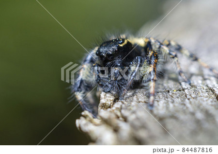 ネコハエトリ 84487816