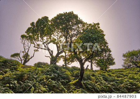 great fanal forest in nice madeira island  84487903