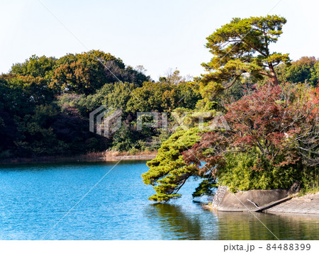 秋の景色　村山貯水池と紅葉の林 84488399