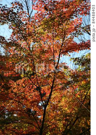 日本の紅葉 日本の紅葉 84488403