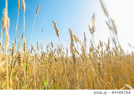 Wheat field on the farm at sunny autumn day 84488768