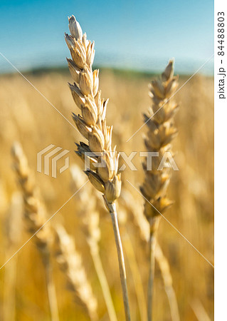 Wheat field on the farm at sunny autumn day Wheat field on the farm at sunny autumn day 84488803