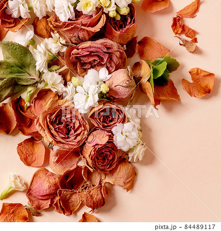 creative layout with dry roses, petals and white flowers creative layout with dry roses, petals and white flowers 84489117