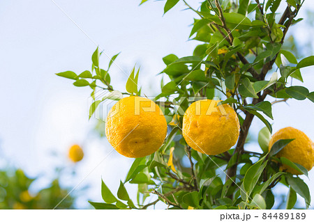 柚子の実 柚子の実 84489189